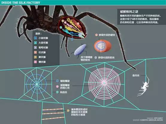 百度蜘蛛池引流:揭秘网络世界中的神秘力量——搜索蜘蛛池的运作原理与应用