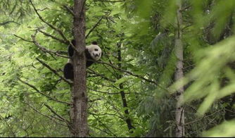 百度蜘蛛池优化:熊猫蜘蛛池，揭秘神秘生物的生态家园